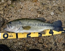 釣果情報！！最近キテます。（茨木店）